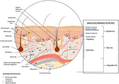 Advances in the Biofabrication of 3D Skin in vitro: Healthy and Pathological Models